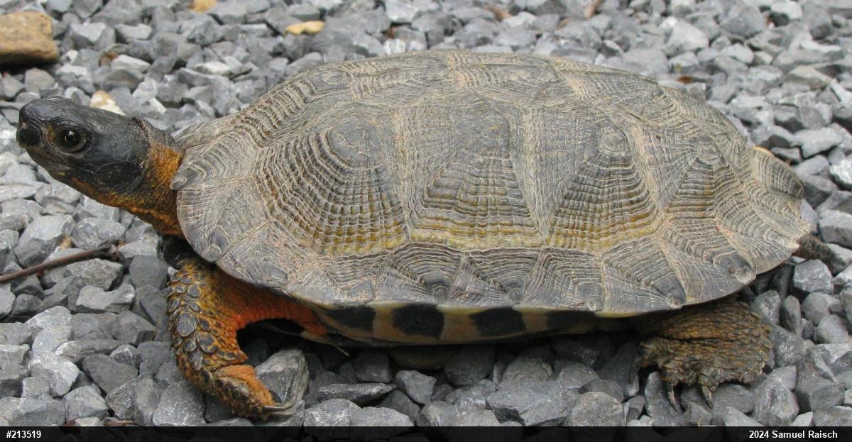 Wood Turtle