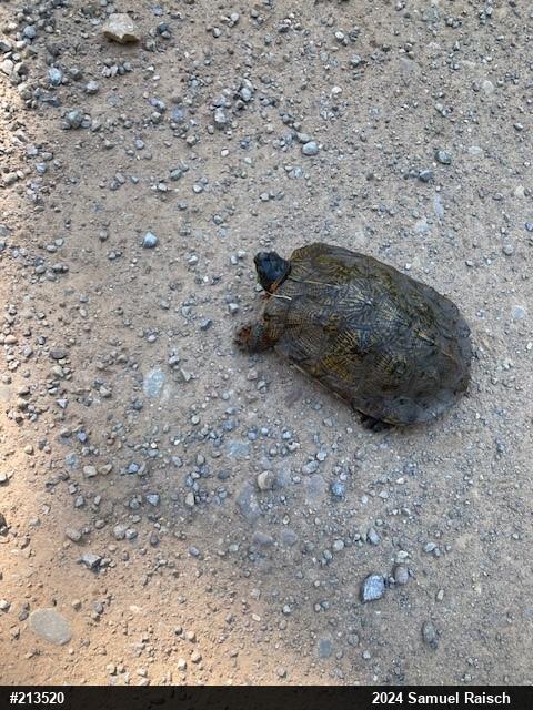Wood Turtle