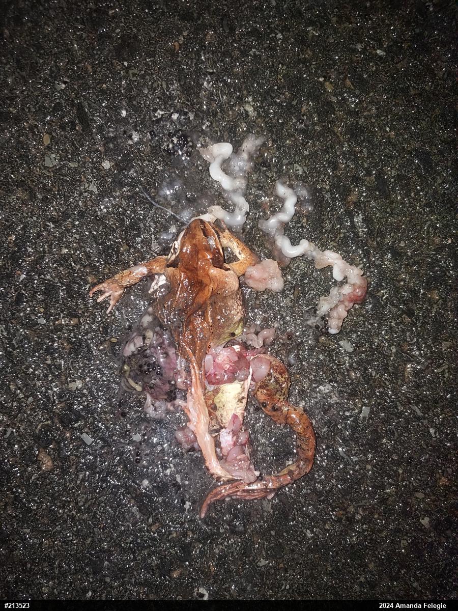 Wood Frog