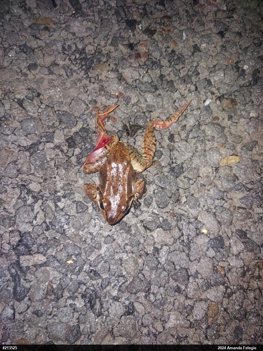 Wood Frog