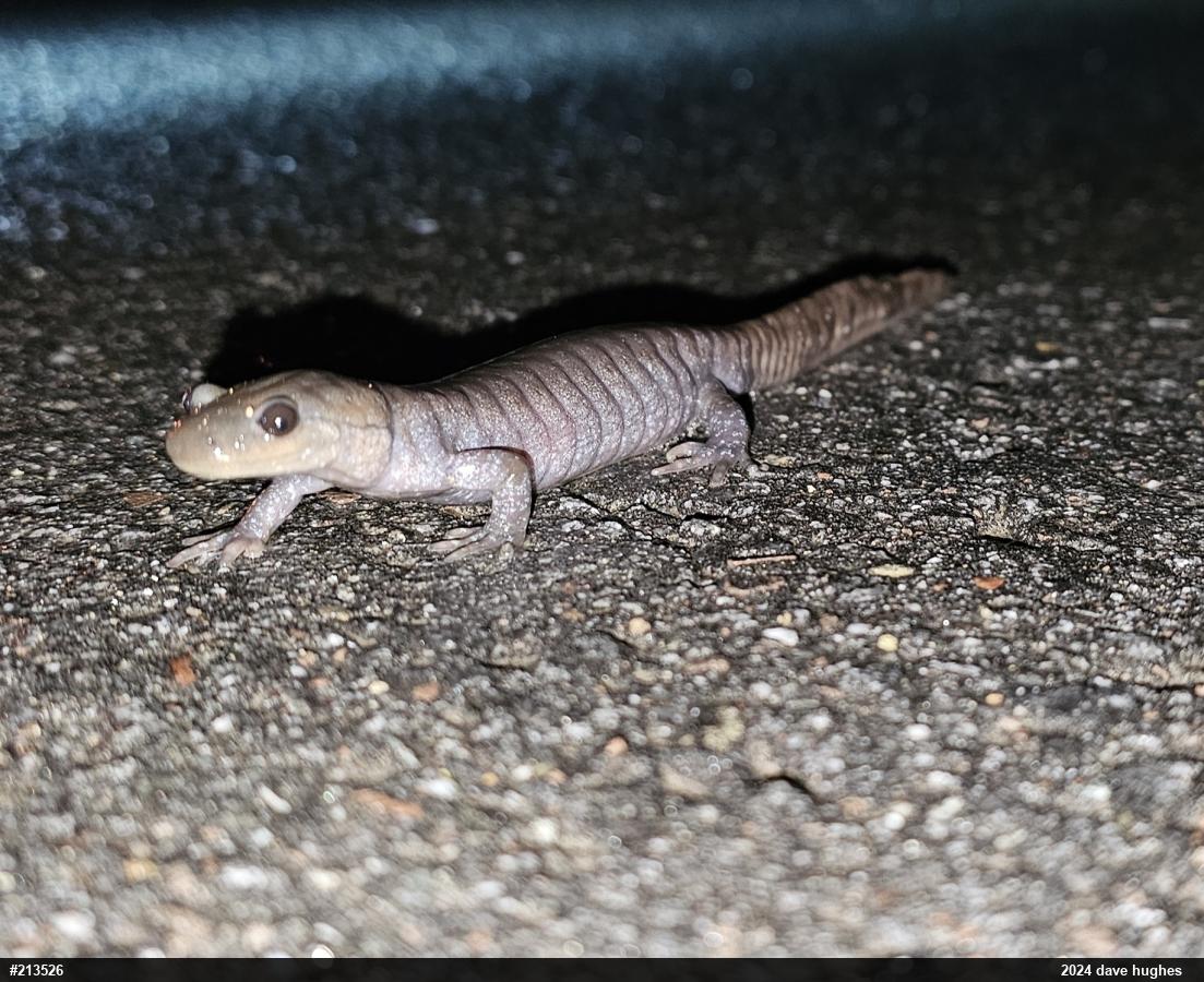 Jefferson Salamander