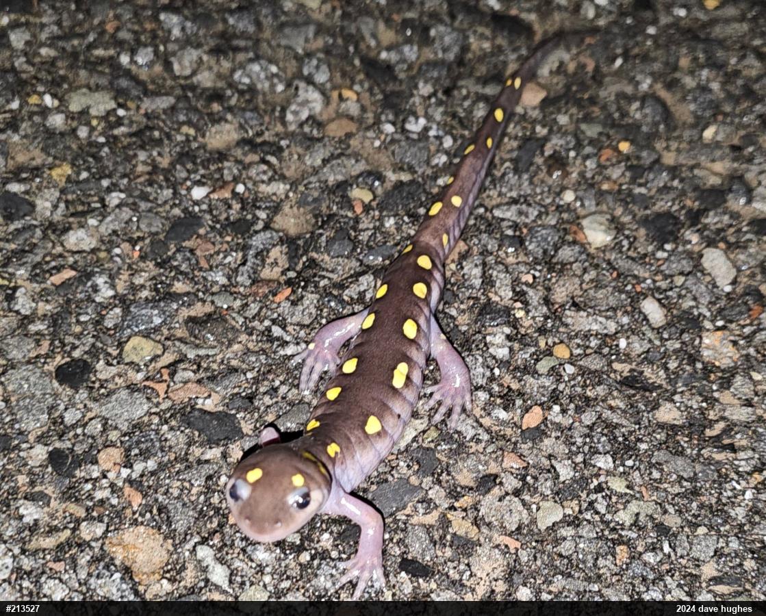Spotted Salamander
