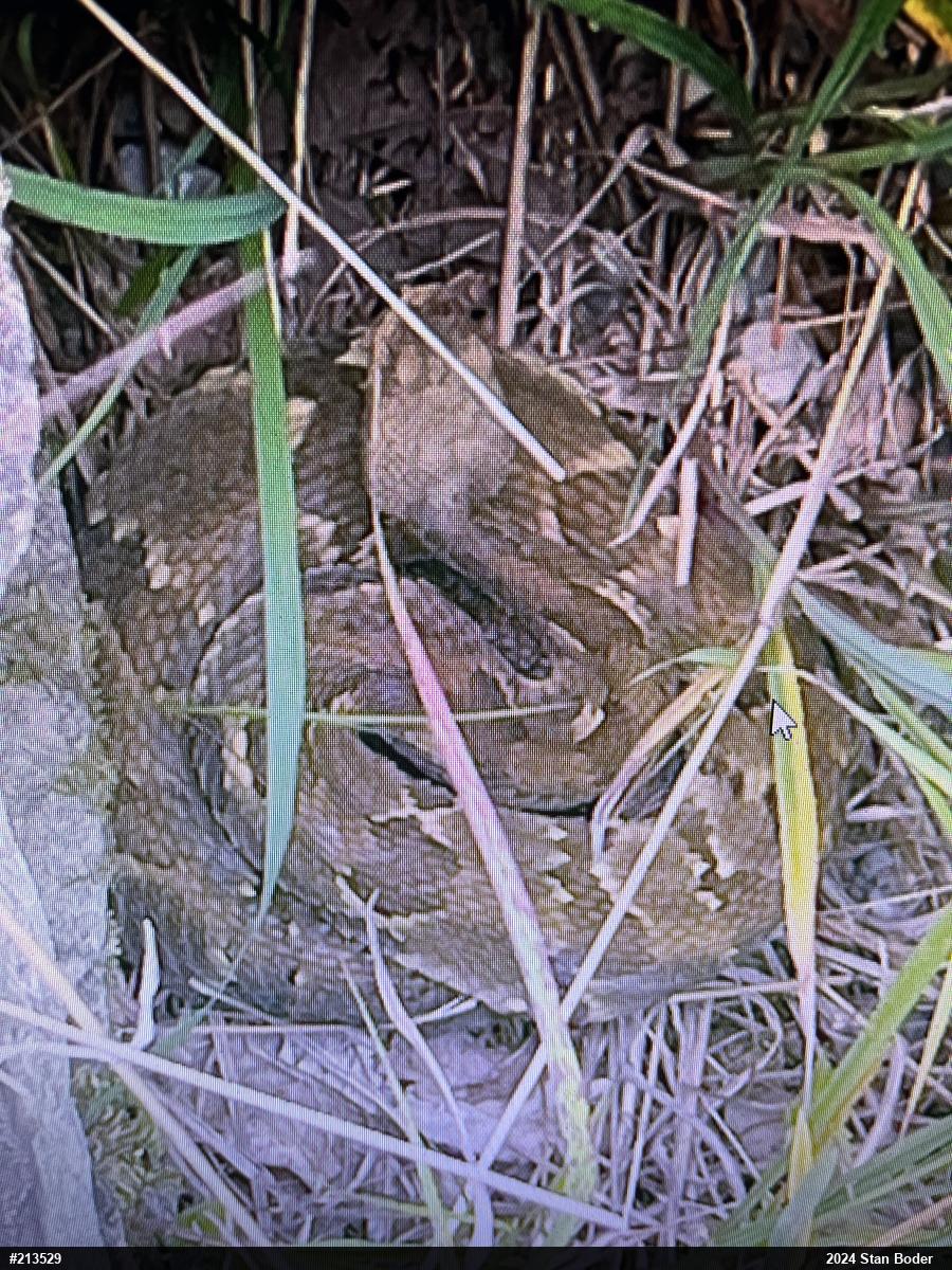 Timber Rattlesnake