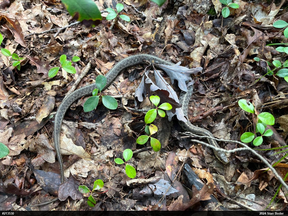 Eastern Gartersnake