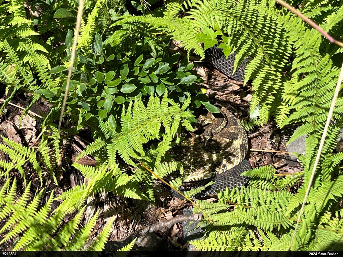 Timber Rattlesnake