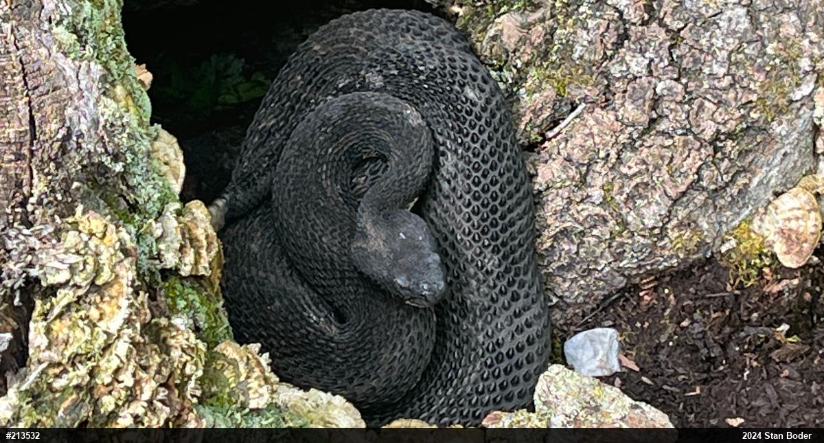 Timber Rattlesnake