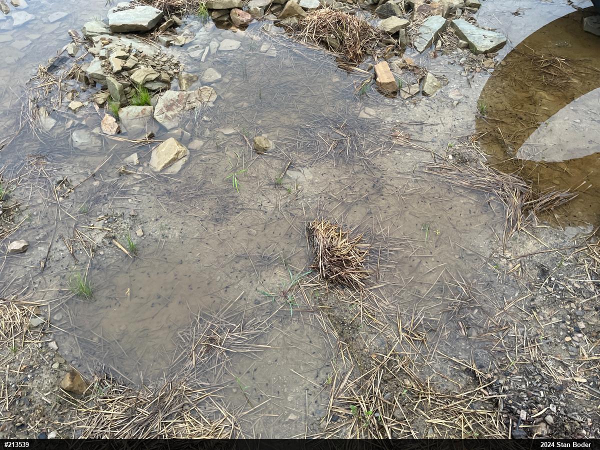 Eastern American Toad