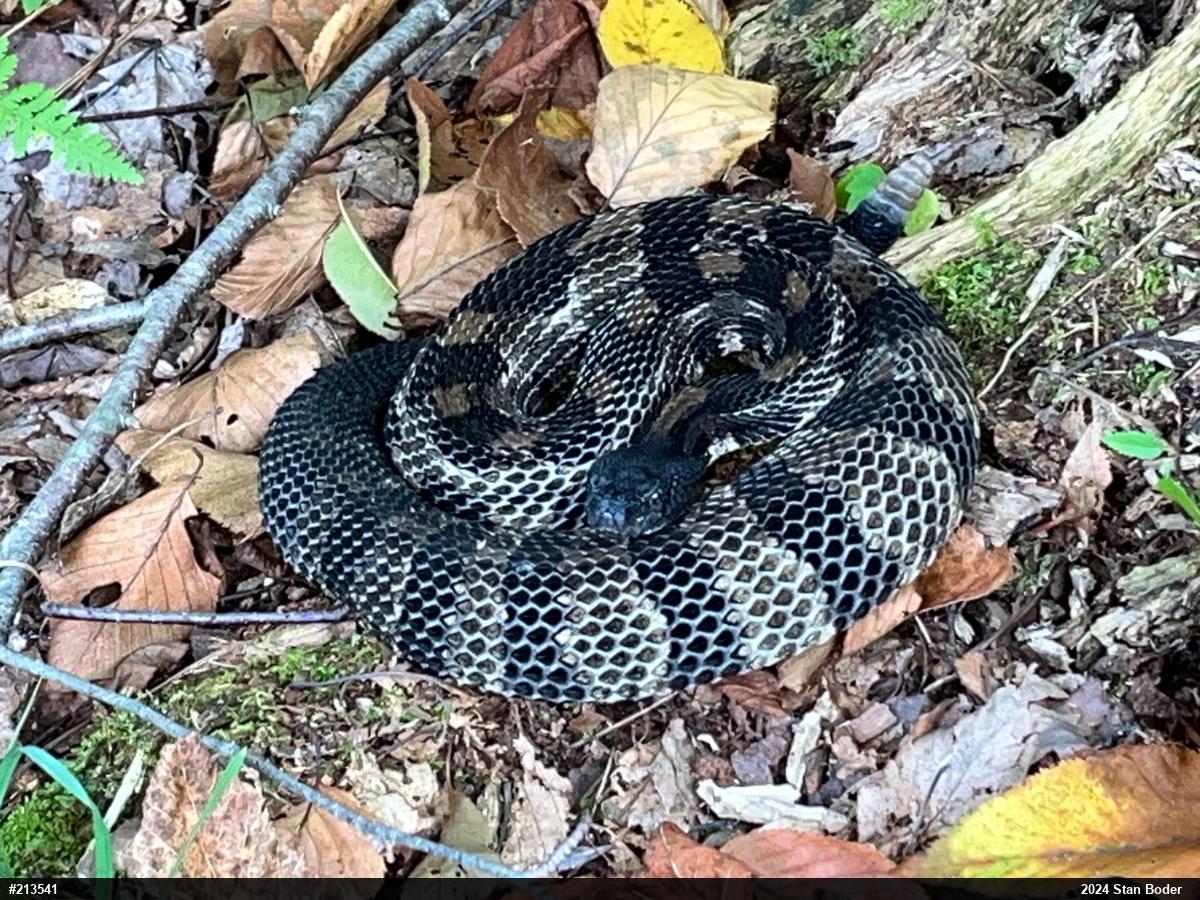 Timber Rattlesnake