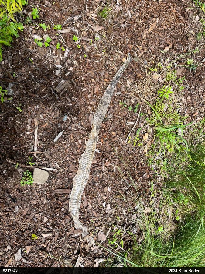 Timber Rattlesnake
