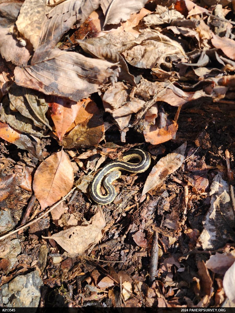 Eastern Gartersnake