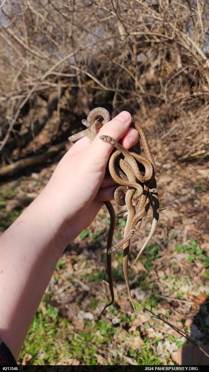 Dekay's Brownsnake