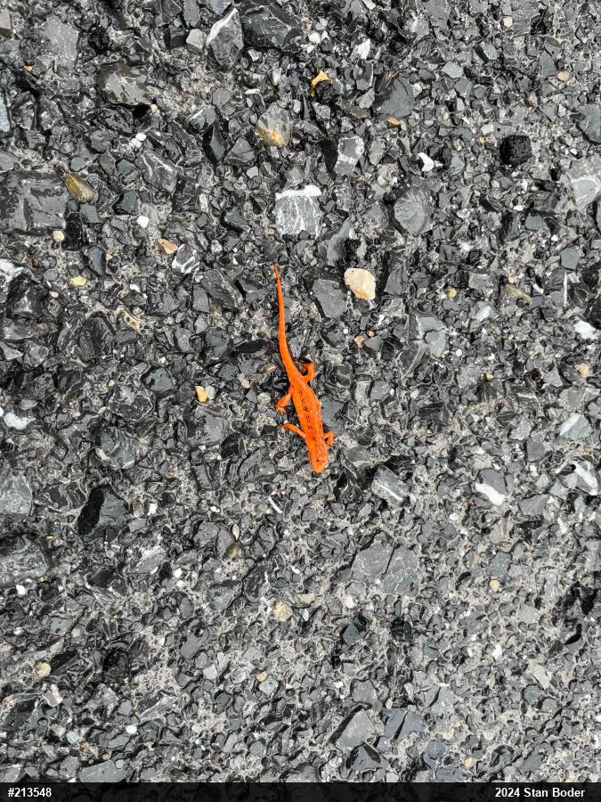 Red-spotted Newt