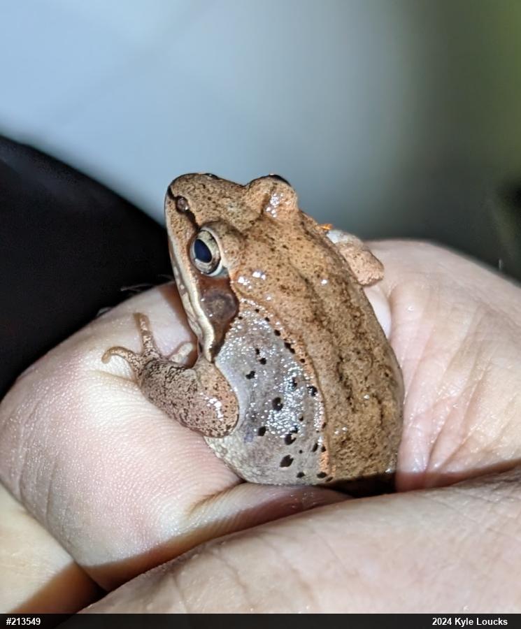 Wood Frog
