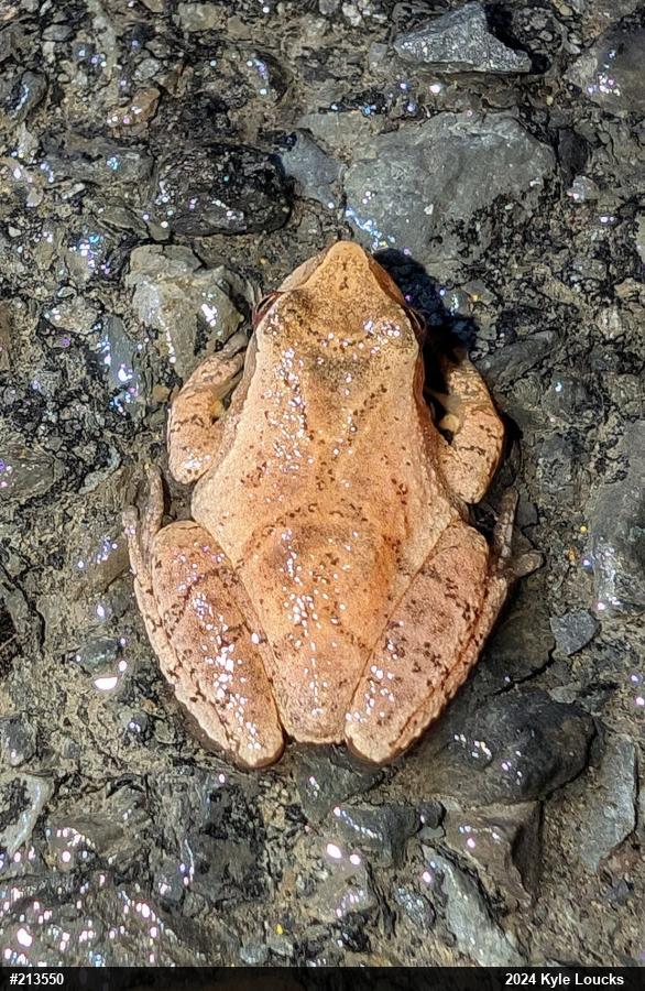 Spring Peeper
