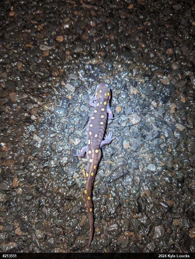 Spotted Salamander