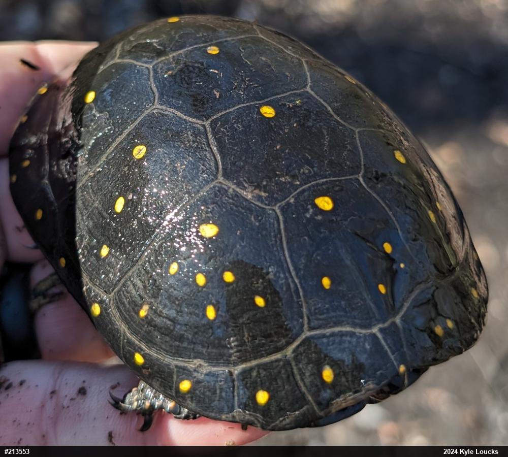 Spotted Turtle