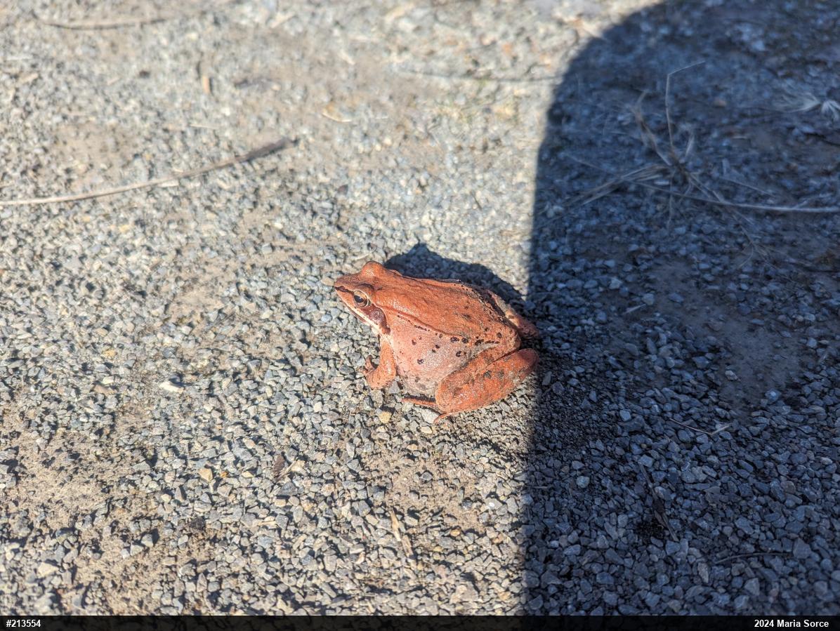 Wood Frog