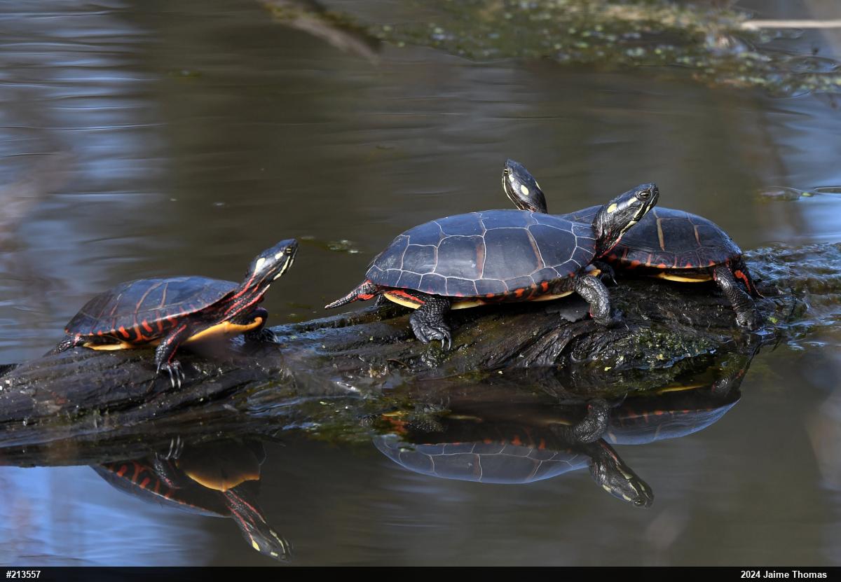 Eastern Painted Turtle