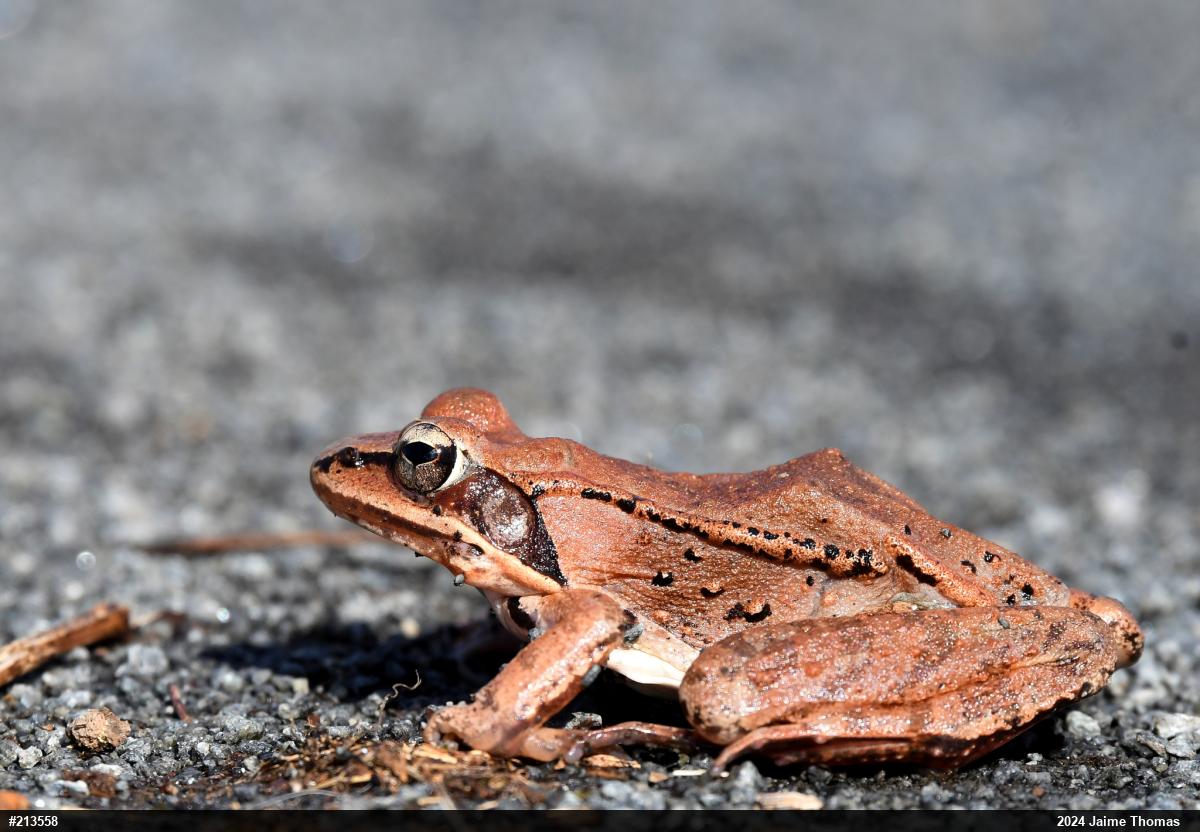 Wood Frog