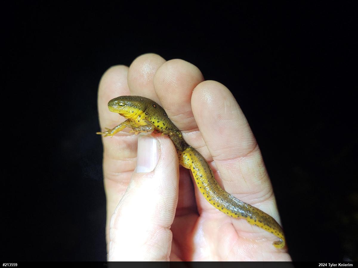 Red-spotted Newt