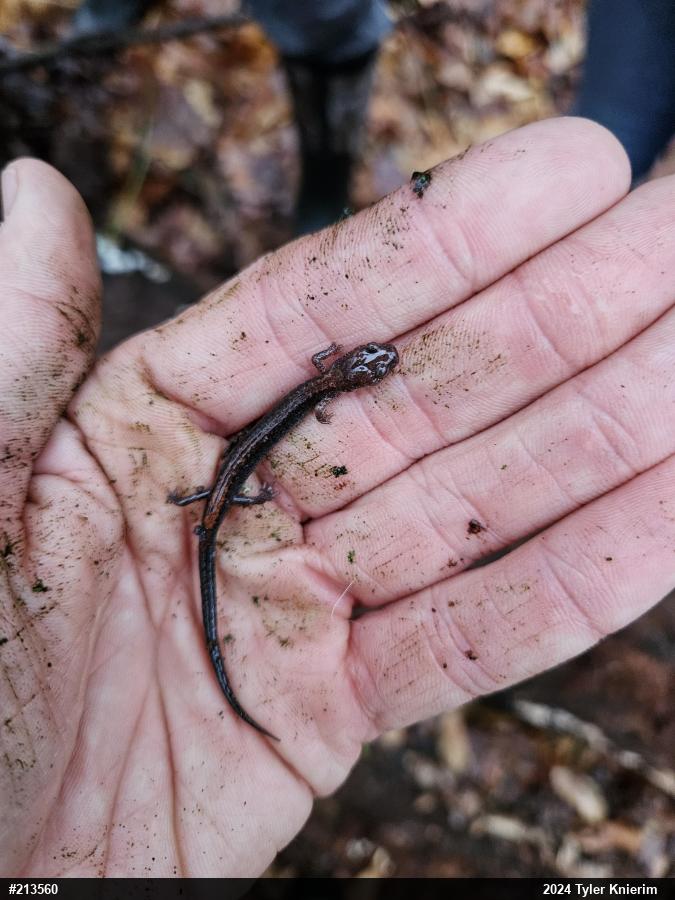Eastern Red-backed  Salamander