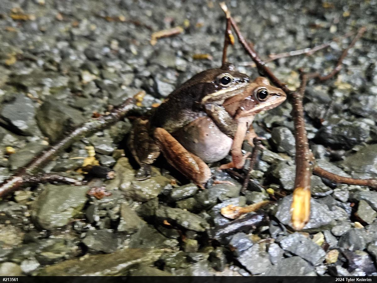 Wood Frog