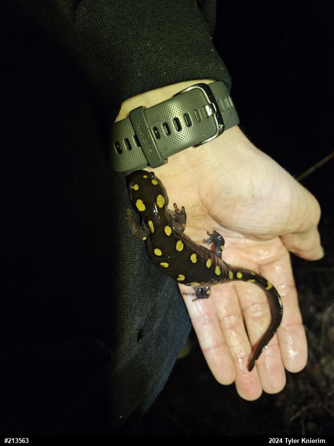 Spotted Salamander