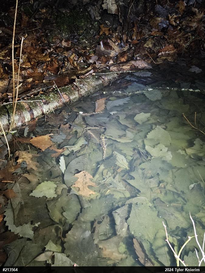 Spotted Salamander