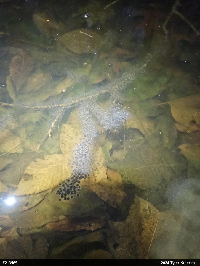 Jefferson Salamander
