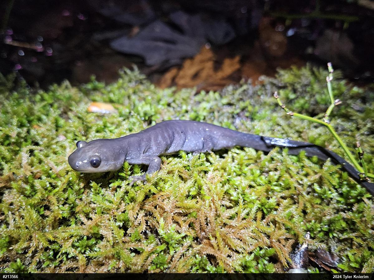 Jefferson Salamander