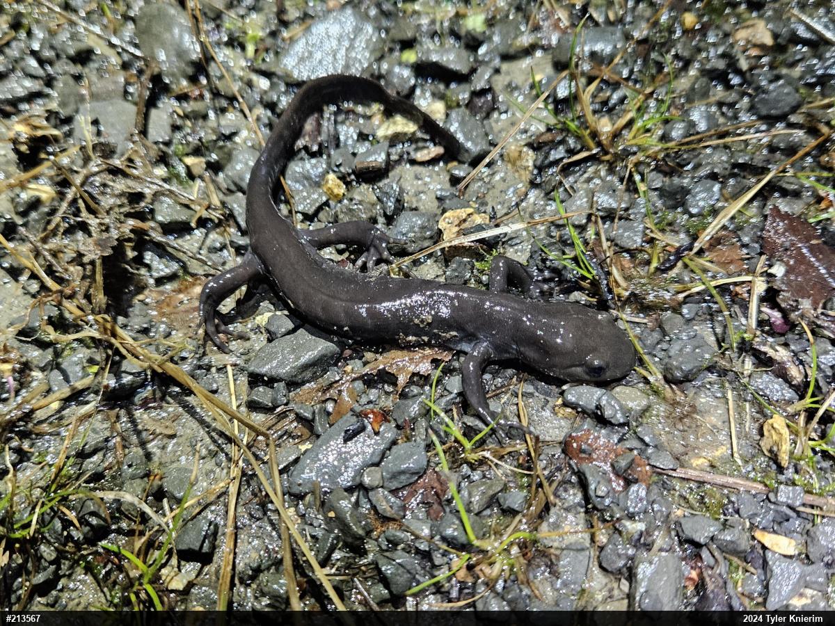 Jefferson Salamander