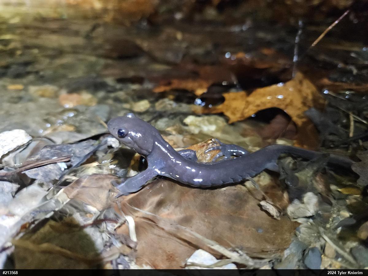 Jefferson Salamander