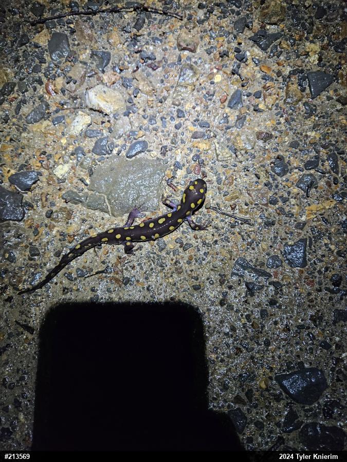 Spotted Salamander