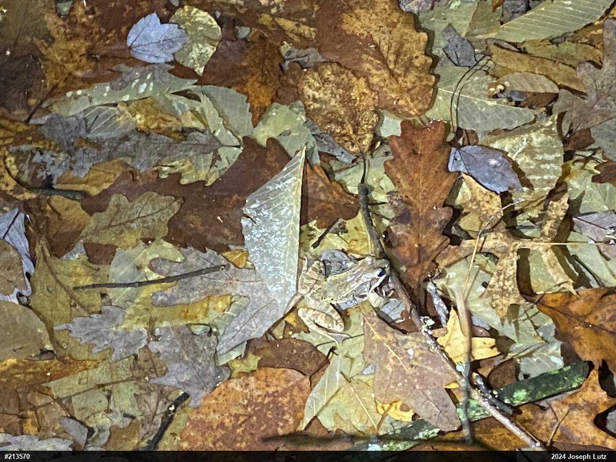 Wood Frog