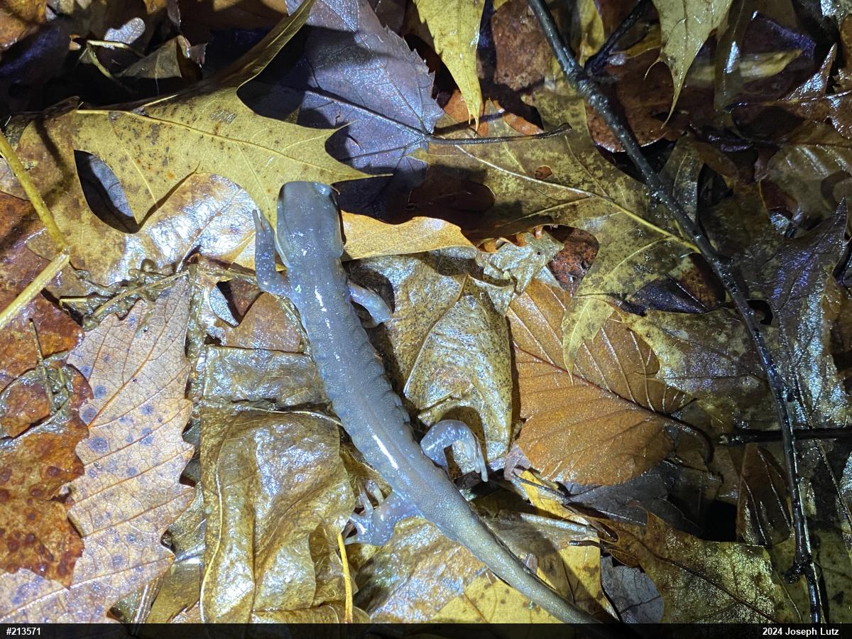 Jefferson Salamander