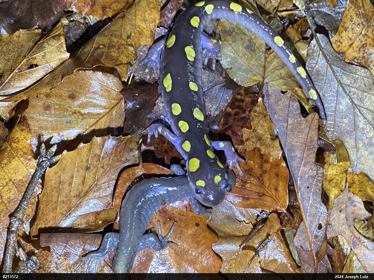 Spotted Salamander