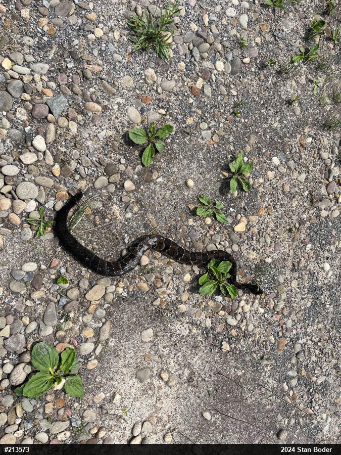 Timber Rattlesnake