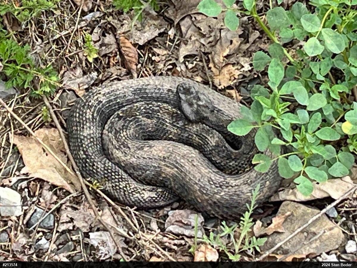 Timber Rattlesnake
