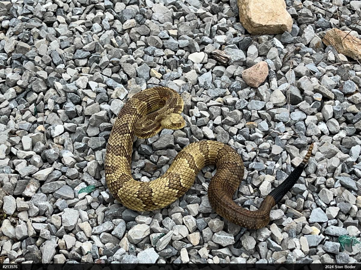 Timber Rattlesnake