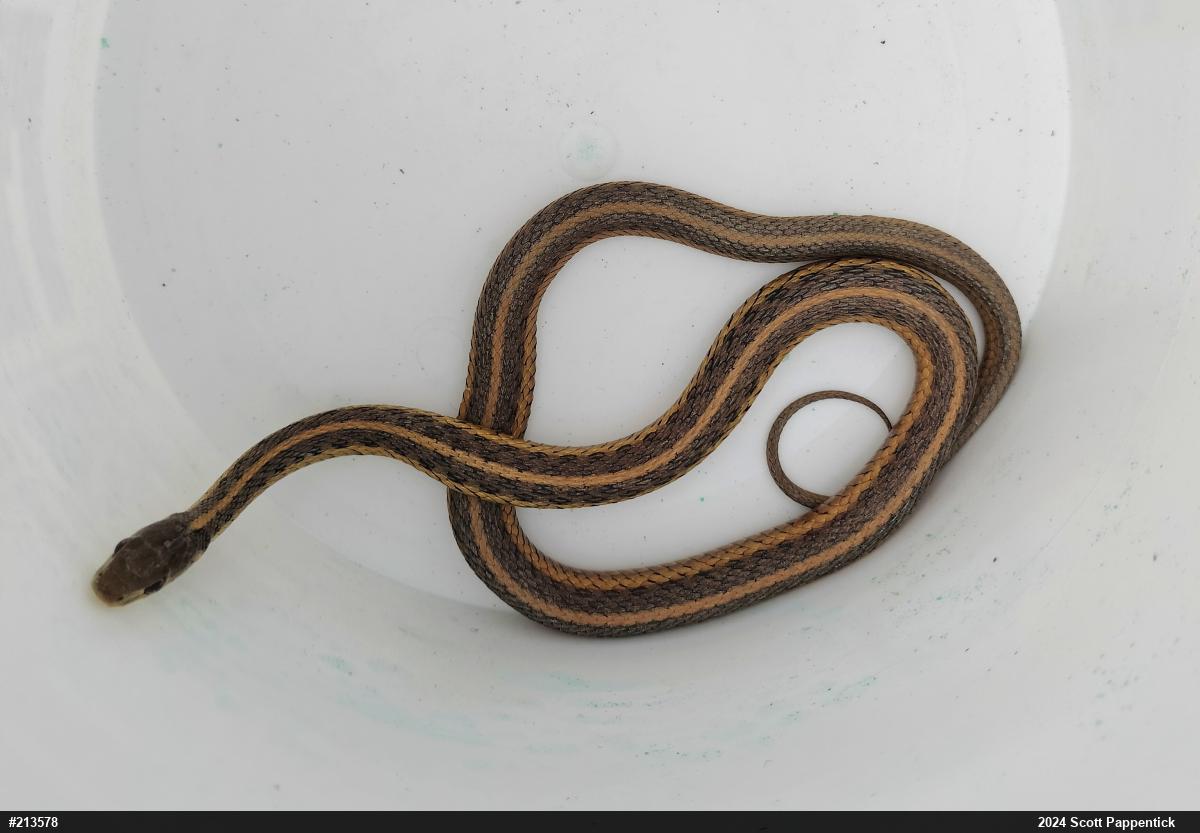 Eastern Gartersnake