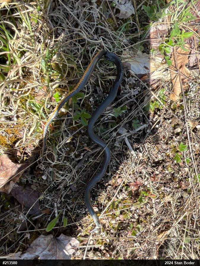 Northern Ring-necked Snake