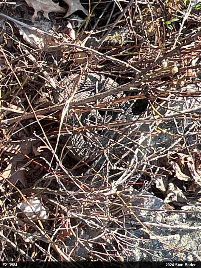 Timber Rattlesnake