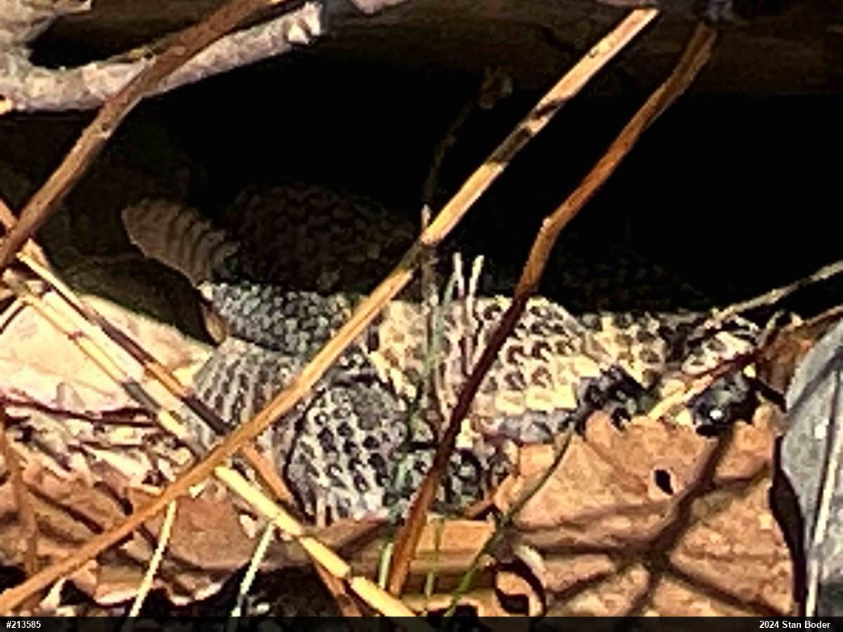 Timber Rattlesnake