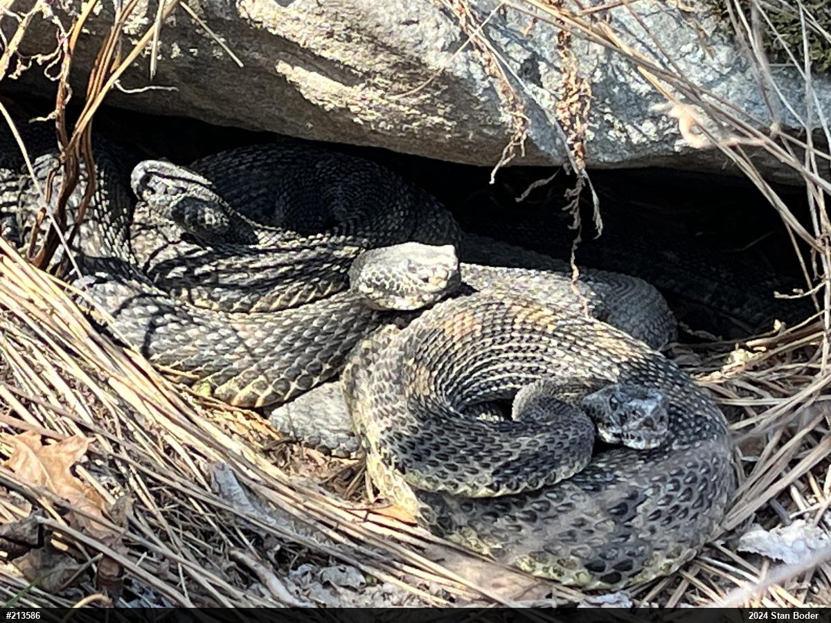 Timber Rattlesnake