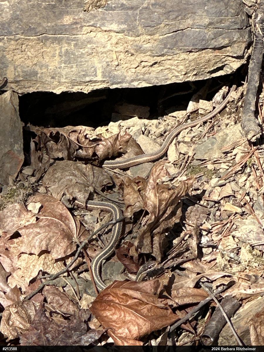 Common Ribbonsnake