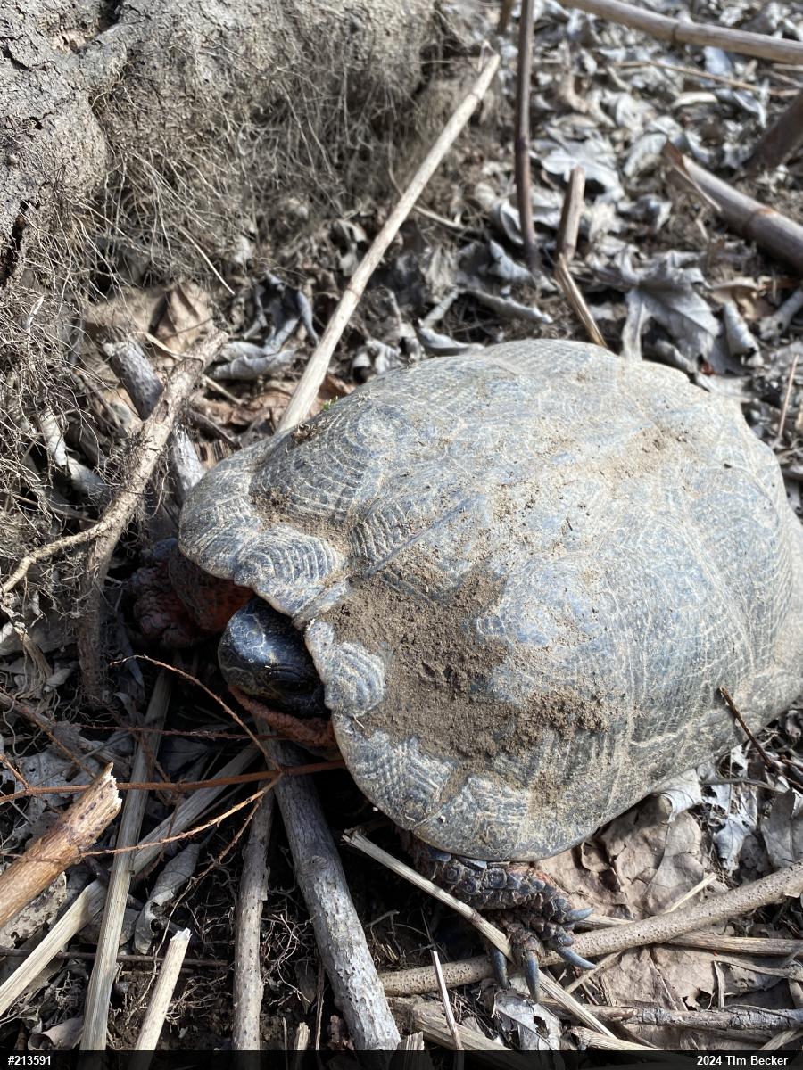 Wood Turtle
