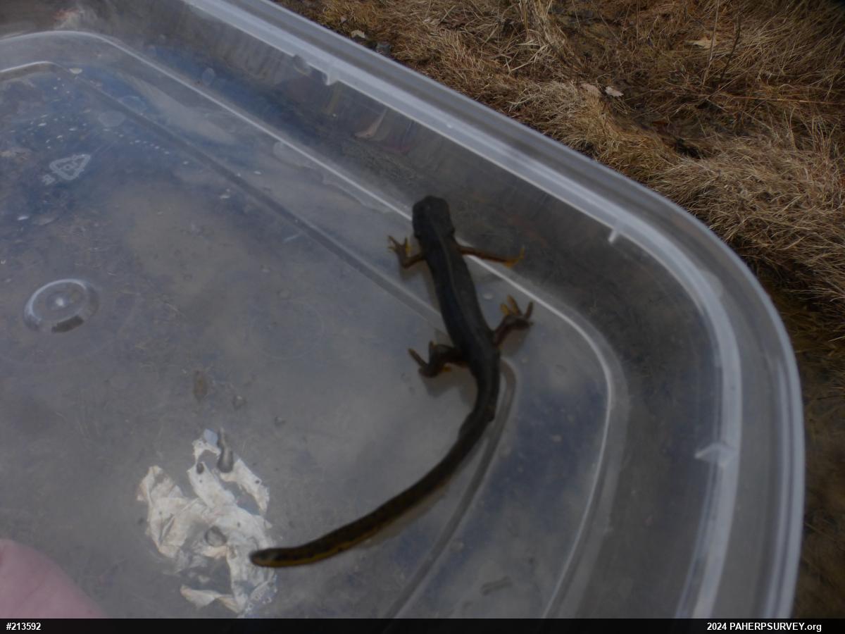 Red-spotted Newt