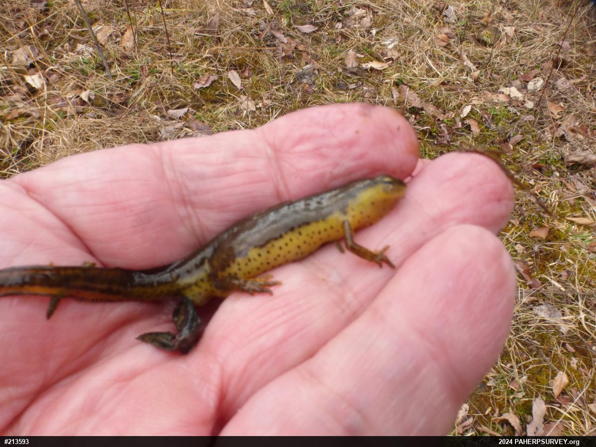 Red-spotted Newt