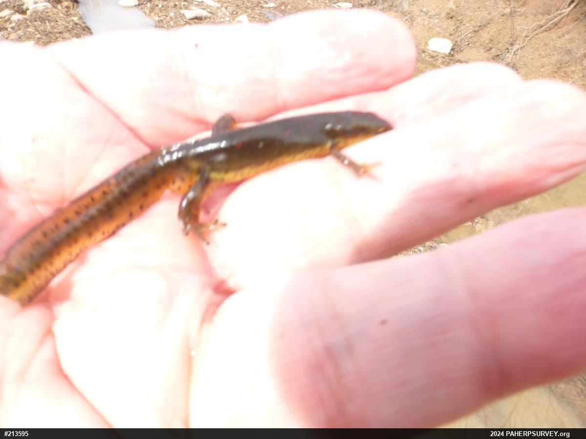Red-spotted Newt