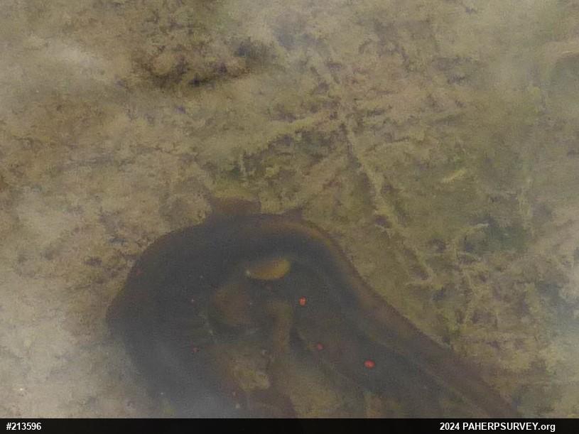 Red-spotted Newt